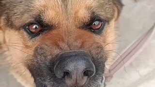 Woof woof woof