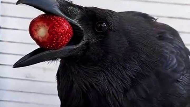 Mengapa tidak boleh sembarangan memberi makan gagak?