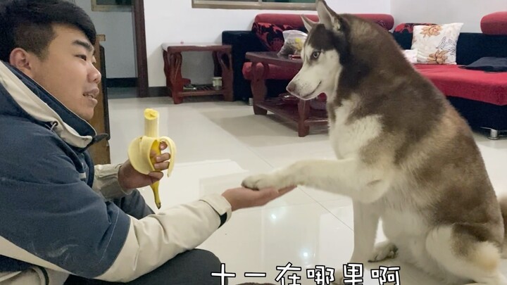 The owner pretends not to see the Husky, keeps calling its name—what will the dog do?