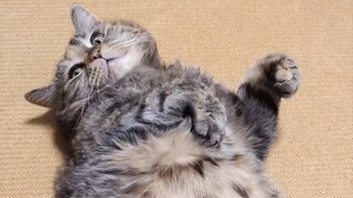 小猫咪翻肚皮我该怎么办!