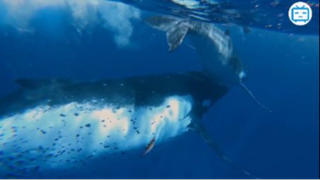 Họ Tìm Thấy Quái Vật Đục Lỗ Trên Tàu Ngầm Ở Tam Giác Quỷ Bermuda