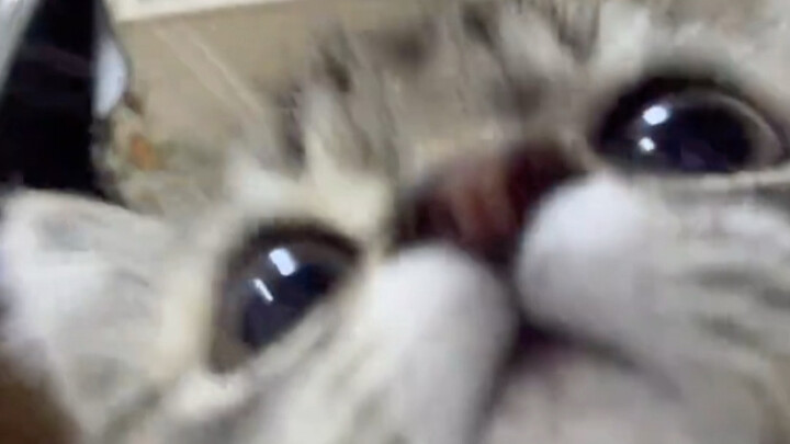 Aku datang menemanimu, kucing kecil!