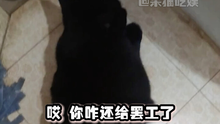 This is totally “hunting for the money cat”! #Funny #SecretSavings #Cats (Source: The Cleaning Princ