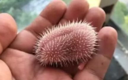Nhím con chào đời rồi