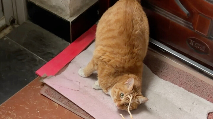Kucing: Setelah memukulku, kamu tidak boleh marah lagi, ya.