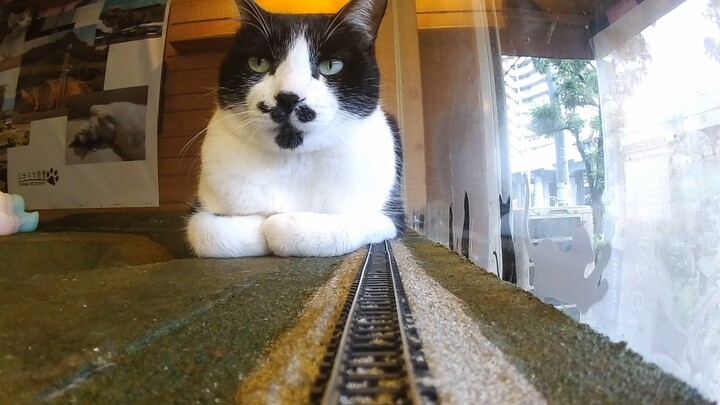 Help! My cat is acting me out in a miniature model! Toy car vs. kitty