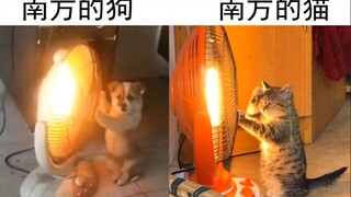 不是说好新中国成立以后不允许动物成精的嘛？