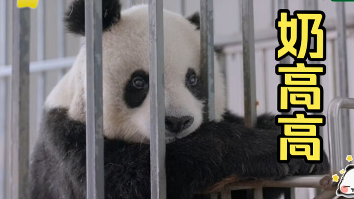 【Keluarga Panda】Akhirnya bertemu dengan Gao Gao; sebagai panda tertua di kawasan perawatan kesehatan