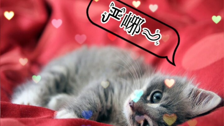 Tĩnh Tĩnh trong mắt các nhân vật chính trong “Phá Vân”