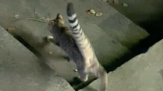Kitten Shooter