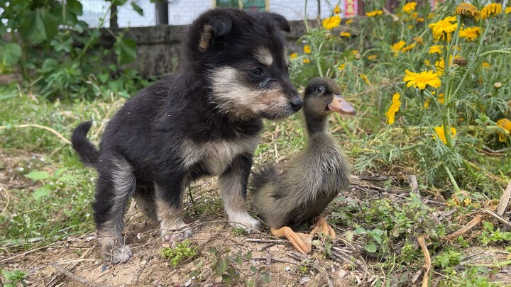 The little duckling treats the dog as its mom and sticks to it like glue.