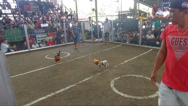 Super Bulik strikes again basta bulik matik babalik