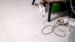 เจ้านายกับสัตว์เลี้ยงของเขา