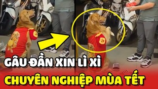 Độc lạ Gâu Đần xin LÌ XÌ TẾT hiệu quả hơn cả các em bé nhỏ 😂 | Yêu Lu