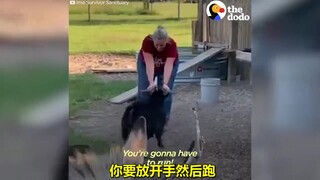 A man raises an "iron-headed sheep" that chases after its dad every day to butt heads—truly a heavy-
