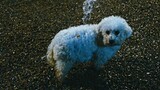 [Movie] Poor Dog in Alibi.com