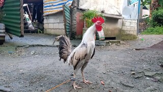 Kanawayon