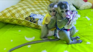 Toto & Yaya doesn't care about raining outside they are happily playing with each other