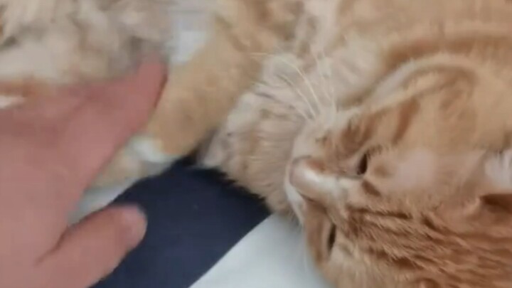 Penemuan baru, ternyata anak kucing bisa memahami…