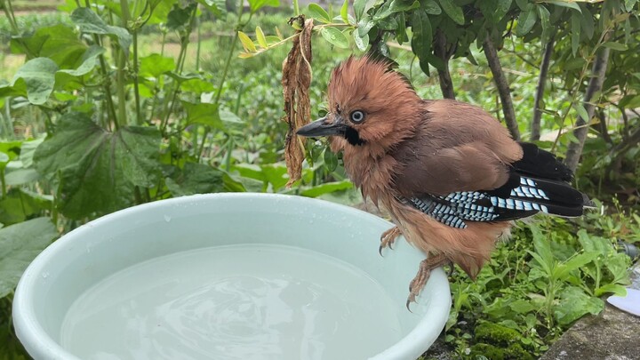 Burung kecil yang kehausan meminta air di tepi kolam, lalu meniru manusia dengan memutar keran air
