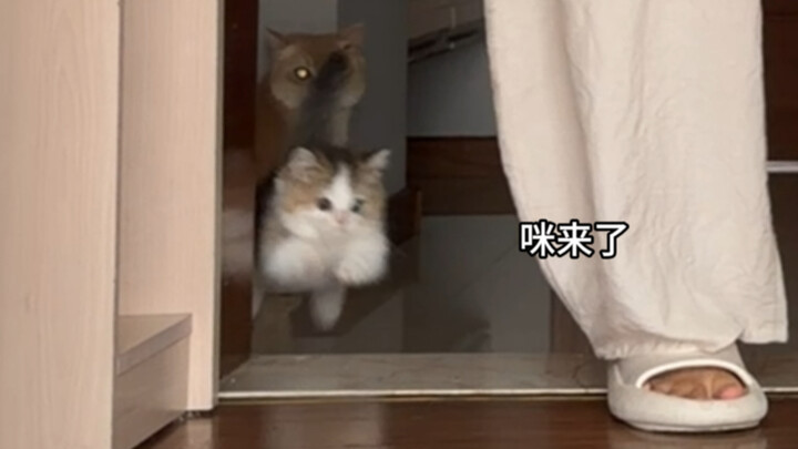 Cứu tôi với! Mẹ thực sự cầu xin các bạn rồi!
