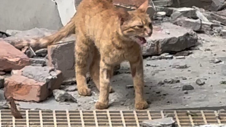 Oh no! The mom cat is here to get her kittens back!