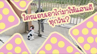 โลกของแสนดี ตอน ใครแอบเอาไก่มาให้แสนดีหน้าบ้านทุกวัน!!