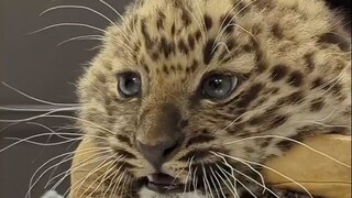 给小豹豹检查身体，果然猫科动物小体型时期都萌萌哒