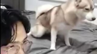 หมา: C4 ติดตั้งความปลอดภัยแล้ว