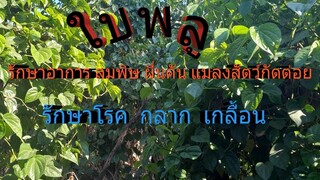 ไม่ต้องซื้อยาให้เปลืองเงิน ใบพลูรักษาโรคผิวหนัง /โดยฮอยไทย อีสาน