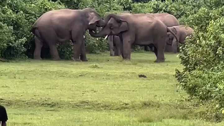 Two elephant fighting