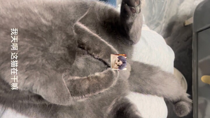 Con mèo này chắc không phải bình thường đâu… có khi nó đã thành tinh rồi chăng?