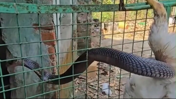 Una enorme cobra negra