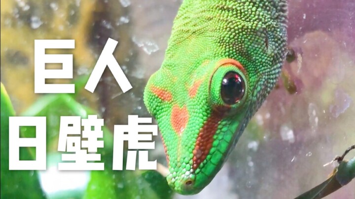 Kadal hari raksasa Pulau Malvinas yang menggemaskan itu apa? Rutinitas pemeliharaan reptil Luo Wang,