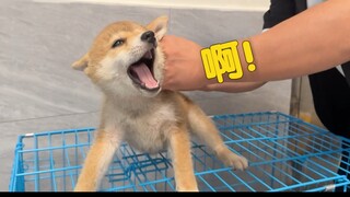 How will this Shiba Inu puppy react the first time getting an injection?