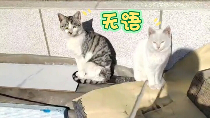 “Kucing: Aku benar-benar nggak bisa berkata-kata, kok ada orang kayak gini sih”