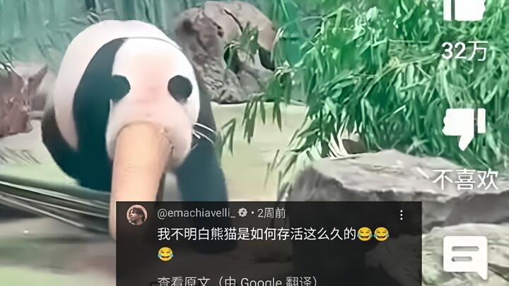 外网热议中国熊猫搞笑蠢萌瞬间，1000万人浏览，网友：它们是怎么活到现在的