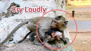 Big Crying!!, Baby Monkey Cry Loudly Loudly Because Scare Her Sis Kidnap, Baby Monkey Screaming