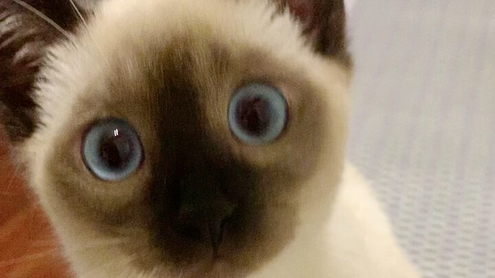 พี่ใหญ่ดินกำลังกินอะไรอยู่