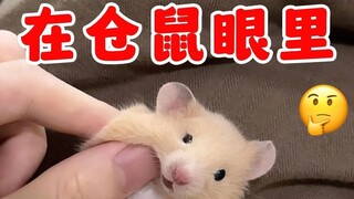 How strange do humans' lifespans seem in the eyes of hamsters?