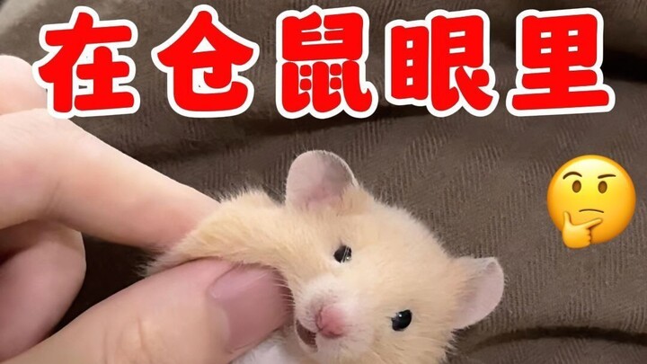 在仓鼠眼里人类的寿命有多奇怪？