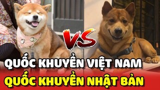 "CHÓ CỎ VIỆT NAM" có nụ cười xinh như quốc khuyển Nhật Bản Shiba Inu 😂 | Yêu Lu