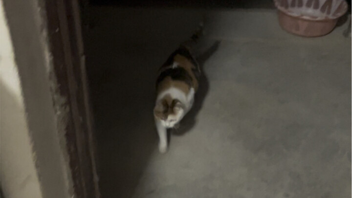 The 22-year-old cat went out to play enough and came back on his own