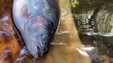 Fresh Caught Salmon