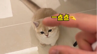 Kucing kecilku mungkin tidak akan pernah tumbuh besar.