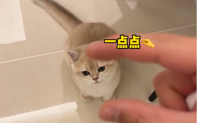 我的小猫可能永远也长不大了