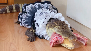 谁家龙女仆不爱啃排骨