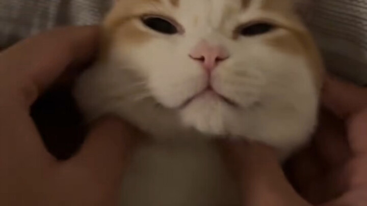 Kucing Kecil Menyapa Tuan Manusia