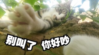 出门先“开个嗓”，话很多的喵师傅，要做一只辛勤的小猫咪！