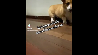 ห้ามเหนื่อย ห้ามพัก ห้ามรักหมาตัวอื่น